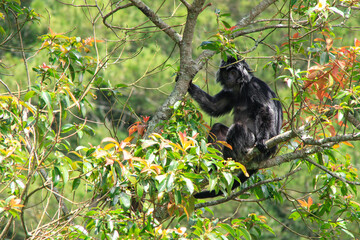 Obraz premium The Javan langur monkey (trachypithecus auratus) is perched on a tree branch, at the foot of Mount Merapi on the south side. Photographed in Mount Merapi national park on a clear morning.