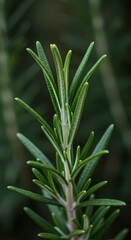 Obraz premium Rosemary Sprig: A Close-Up Study in Lush Greens