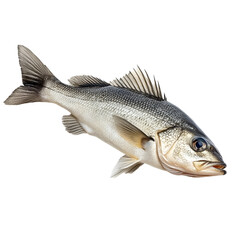 Fototapeta premium Sea Bass Fish Isolated on Black Background,