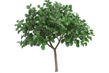 Naklejka premium Lush Green Tree with Vibrant Foliage on White Background
