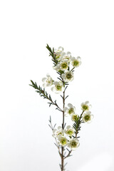 Wax flower with white background and white flowers