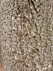 
A close-up of the tree bark.