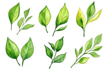 a variety of watercolor illustrations of green leaves highlighting different shapes and shades of green these botanical elements can be used for design decoration or educational purposes