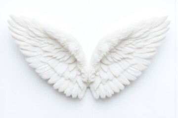 white angel wing on a white background