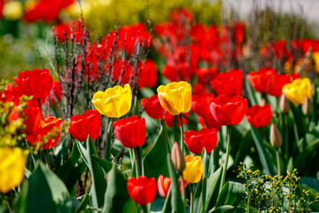 Obraz premium A field of red and yellow tulips in a field of yellow and red flowers