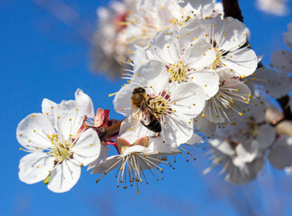 Bee collecting nectar from blooming cherry blossoms against a clear blue sky