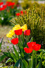 A bunch of red and yellow tulips in a garden