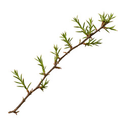 Green branch isolated on black background plant twig nature spring