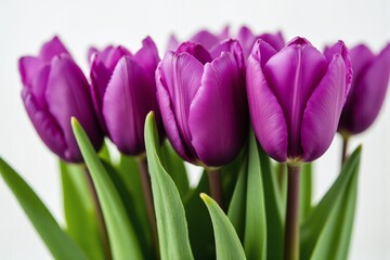 bunch of purple tulips with green leaves in a vase