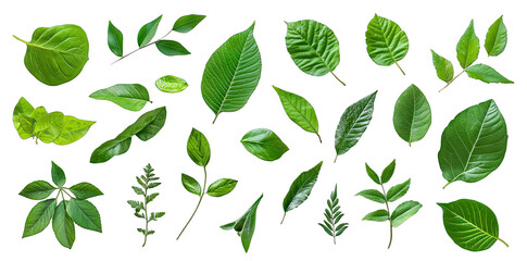 various green leaves displayed on a white background showcasing different shapes and textures ideal for educational purposes or nature-inspired design