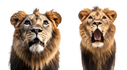 Male lions isolated on a transparent PNG background, cut out on white background