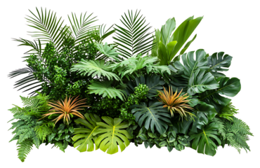 evergreen leaves of tropical plants shrubs (Monstera, palm, fern, rubber plant, pine, birds nest fern) floral arrangement isolated on white background . cutout, or clipping path. , ,

