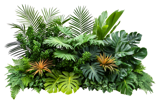 evergreen leaves of tropical plants shrubs (Monstera, palm, fern, rubber plant, pine, birds nest fern) floral arrangement isolated on white background . cutout, or clipping path. , ,

