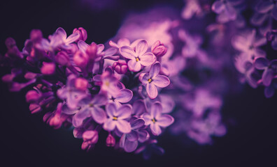 In the spring, beautiful purple lilac flowers bloom, creating a stunning sight in the evening twilight. Macro photography captures the delicate petals of these flowers.
