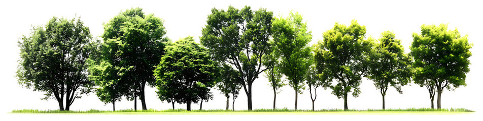 Fototapeta premium photograph of Jungle rain forest gooup green trees shapes cutout 3d render png set