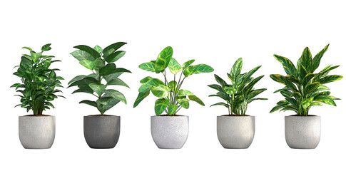 Obraz premium five decorative potted plants in varying shapes and sizes showcasing different leaf types and colors set against a white background ideal for interior design or home decor inspiration
