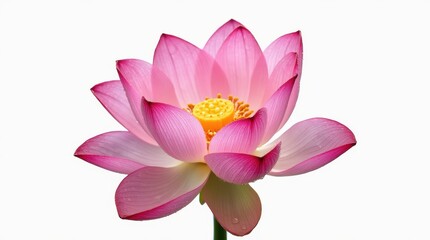 Close-up of a vibrant lotus flower in full bloom, dew drops on petals, isolated on a white background