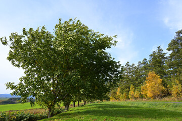 秋の北海道美瑛町の風景