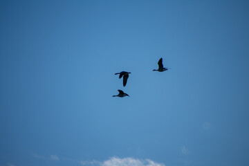 Geese Migrating int Early Spring North Dakota