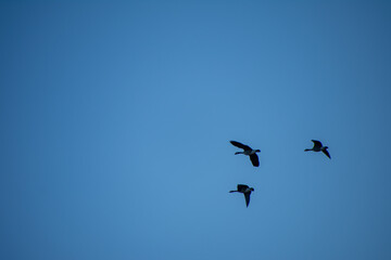 Geese Migrating int Early Spring North Dakota