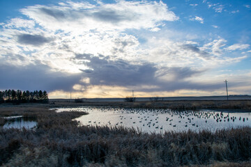 Migrating geese resting on a pond near sunset North Dakota