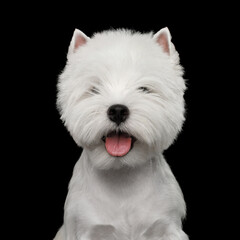 Cute West highland white terrier smiling on isolated black background