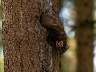 Baummarder verlässt seine Höhle
