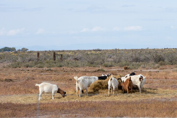 Fototapeta premium Goats in a pasture Southern Colorado 