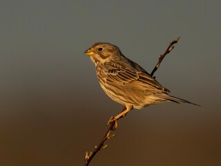 Grauammer-Männchen auf der Singwarte