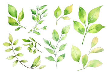 collection of watercolor illustrations of various green leaves showcasing different shapes and shades of green ideal for design and decoration purposes