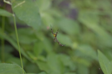 A close-up of a colorful spider with a yellow patterned back resting on its web in a green forest.