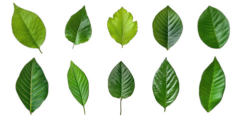 various green leaves displayed in a grid format showcasing different shapes and sizes for educational or decorative purposes