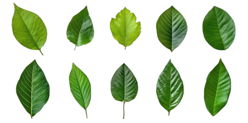 various green leaves displayed in a grid format showcasing different shapes and sizes for educational or decorative purposes