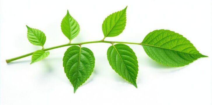 Green stem with leaves isolated on white background, botanical, garden