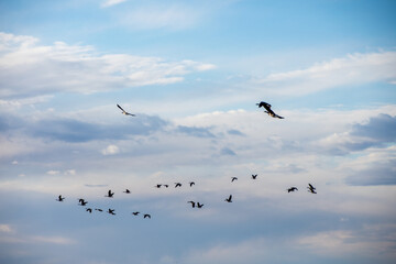 Geese migrating early spring North Dakota