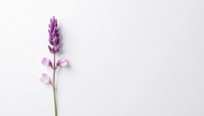 Obraz premium lone sprig of lavender with soft pink petals against white background, delicate petals, soft hues