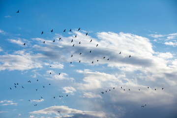 Geese migrating early spring North Dakota