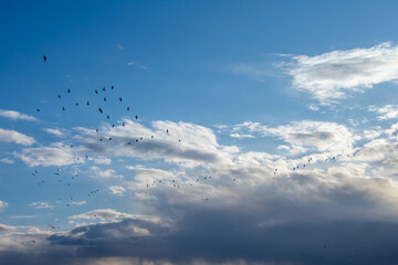 Geese migrating early spring North Dakota © Kill'N'Fuel