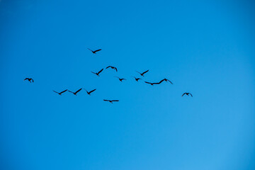 Geese migrating early spring North Dakota