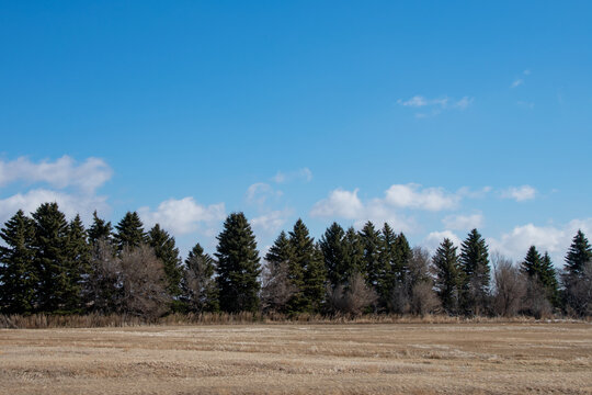 Shelterbelt separating the farmers' fields