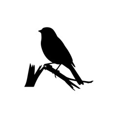Bird Perched on Broken Branch Representing the Fragility of Life