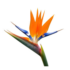 bird of paradise flower on white background