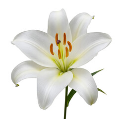 white lily isolated on white