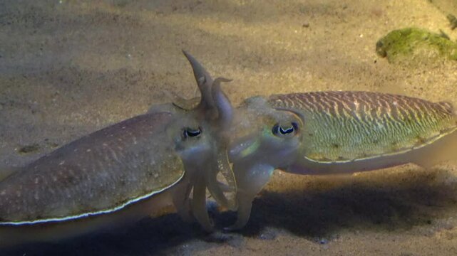 Golden Cuttlefish, Sepia Esculenta mating underwater on seafloor. Close up. 4K