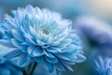 Obraz premium Chrysanthemum petals close up. Flower background, Blue Flower Petals Background