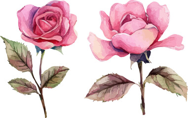 Obraz premium pink rose isolated on white background