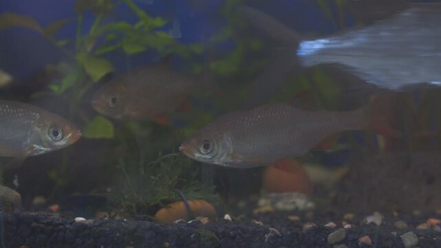Young roach swims in the aquarium. Freshwater river fish in an aquarium.