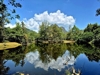 Dense forest along the big river