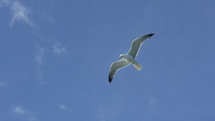 Seagull Flight Sky Daytime: Bird soaring clear blue sky daytime, showcasing avian flight.