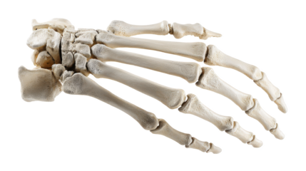 Hand of Time: An Anatomical Display of Human Bone Structure Against a Stark Black Backdrop, Revealing Intricate Details and Timeless Skeletal Artistry.